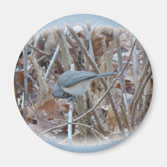 Íman Itens de Coordenada do Ímpeto do Titmouse Tufado (Frente)