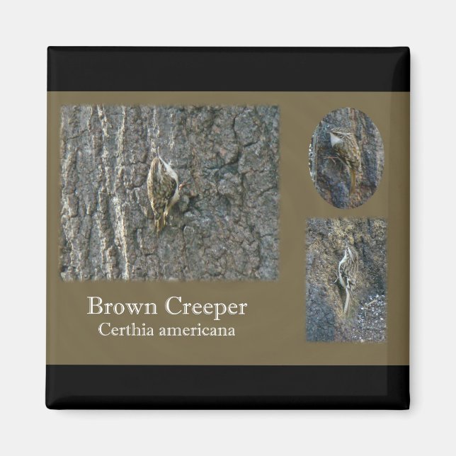 Íman Itens de Coordenada do Passageiro Marrom Creeper (Frente)
