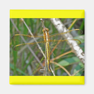Íman Itens de Dragonfly Meadowhawk (Sympetrum) do ouro