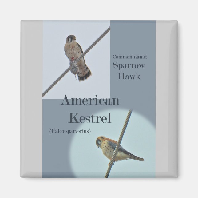 Íman Itens do Kestrel Americano (Falco sparverius) (Frente)
