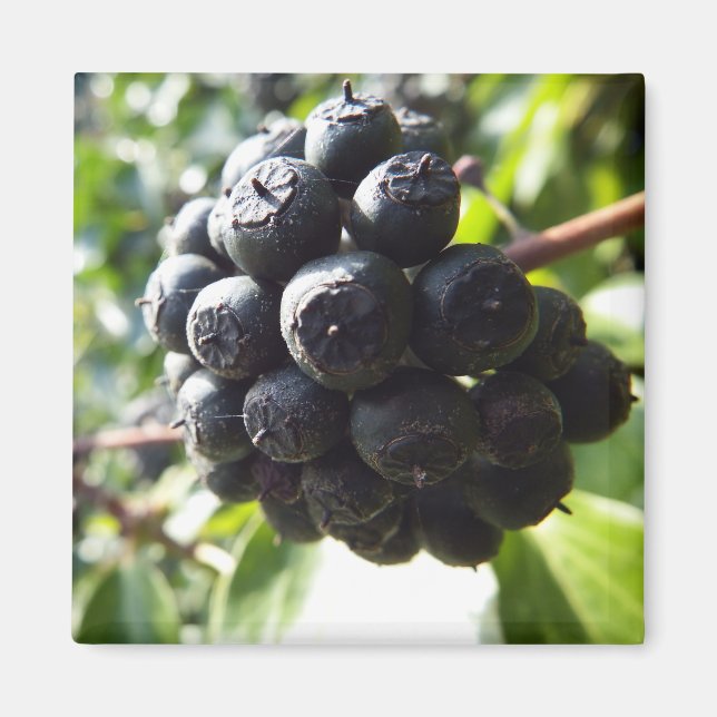 Íman Ivy Berries Magnet (Frente)