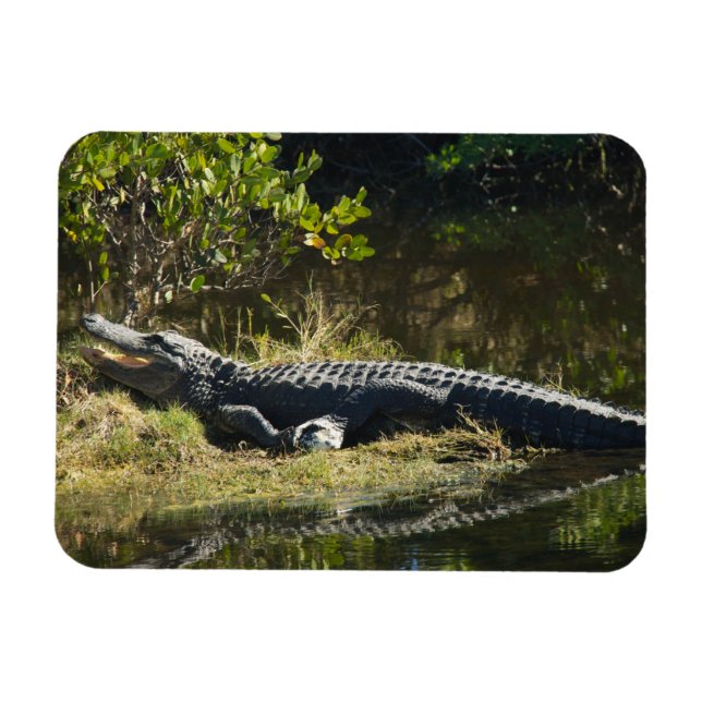 Íman Jacaré-americano tomando sol na vida selvagem da F (Horizontal)