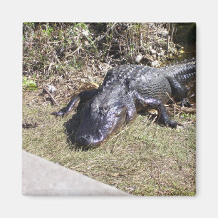 Íman Jacaré que pendura para fora nos marismas