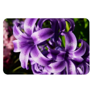 Íman Jacinto azul eu salto floral