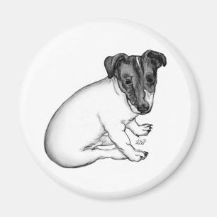 Íman Jack Russell filhote as 10 semanas velho