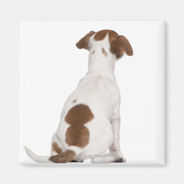 Íman Jack Russell Terrier cachorrinho (3 meses) (Frente)