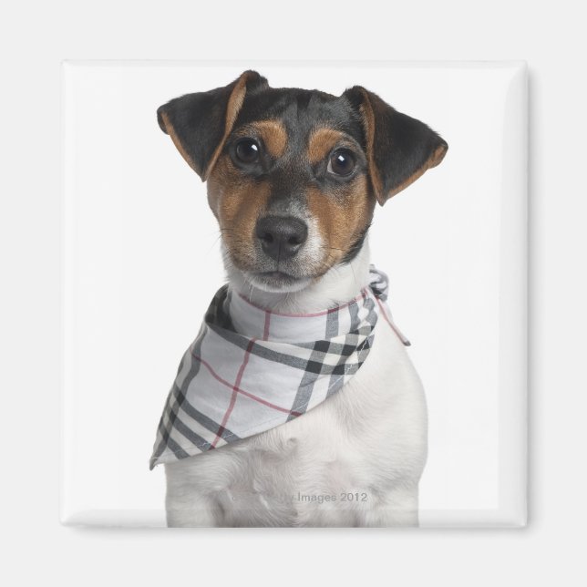 Íman Jack Russell Terrier cachorrinho (4 meses) (Frente)