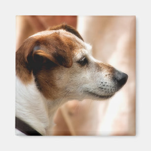 ÍMAN JACK RUSSELL TERRIER DOG