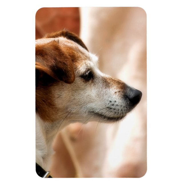 ÍMAN  JACK RUSSELL TERRIER DOG (Vertical)