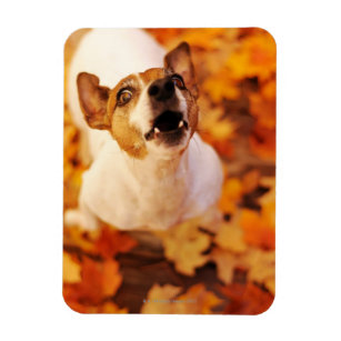 Íman Jack Russell Terrier latindo e saltando, outono
