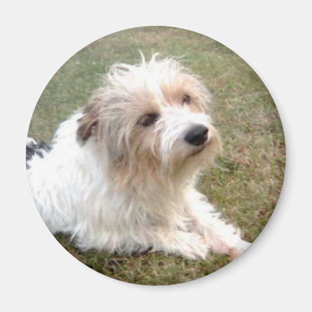 Íman Jack Russell Terrier Magnet (Frente)