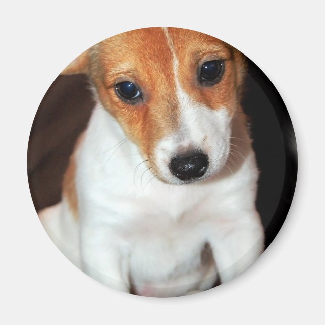 Íman Jack Russell Terrier Puppy Dog Magnet (Frente)