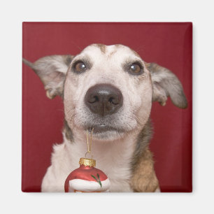 Íman Jack Russell Terrier que guardara enfeites de