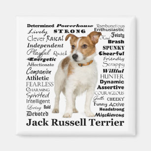 Íman Jack Russell Traits Magnet