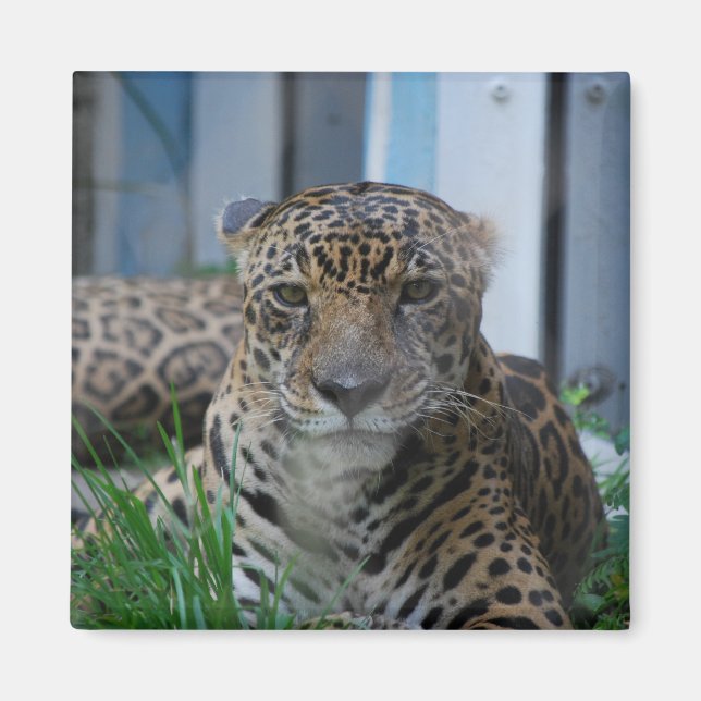 Íman Jaguar (Frente)