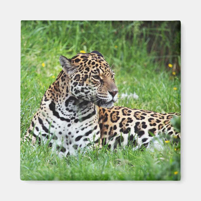 Íman Jaguar (Frente)