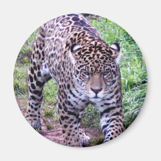 Íman Jaguar Africa Selgle Safari Destino da Paz Natural