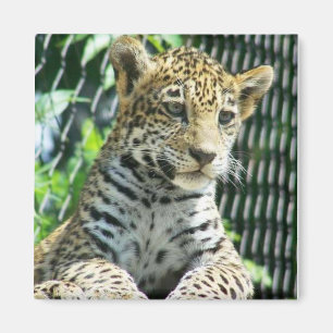 Íman Jaguar Cub