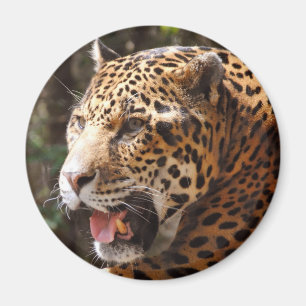 Íman Jaguar em maio II