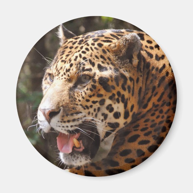 Íman Jaguar em maio II (Frente)