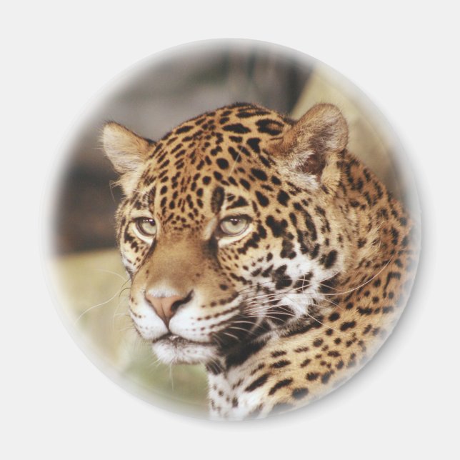 Íman Jaguar Magnet (Frente)