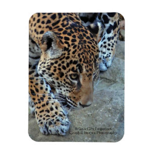 Íman Jaguar Na Prowl