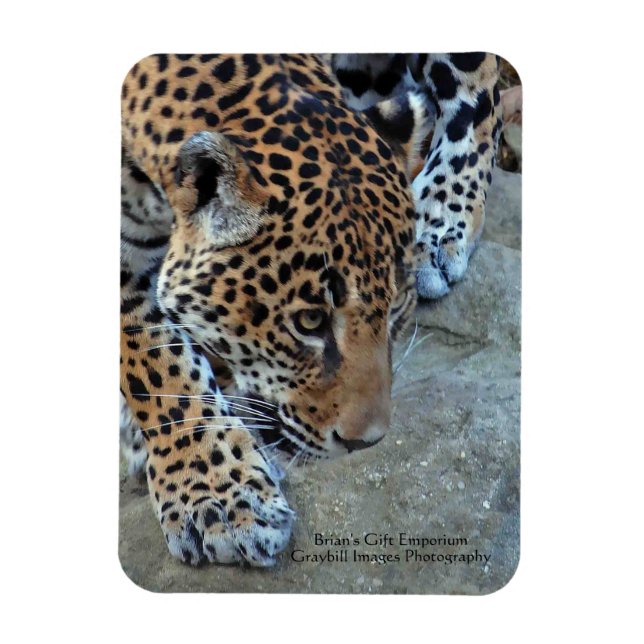 Íman Jaguar Na Prowl (Vertical)