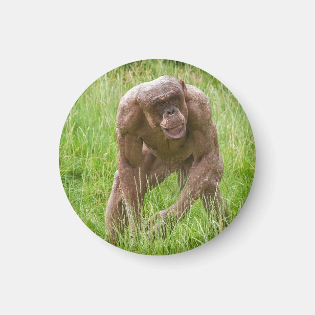 Íman Jambo O Chimp Única Sem Cabelo (Frente)