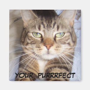 Íman Jane diz. .YOUR PURRFECT