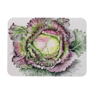 Íman Janeiro King Cabbage