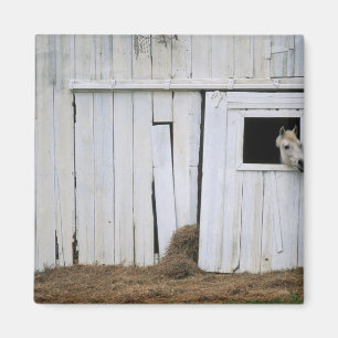 Íman Janela do Pano do Cavalo