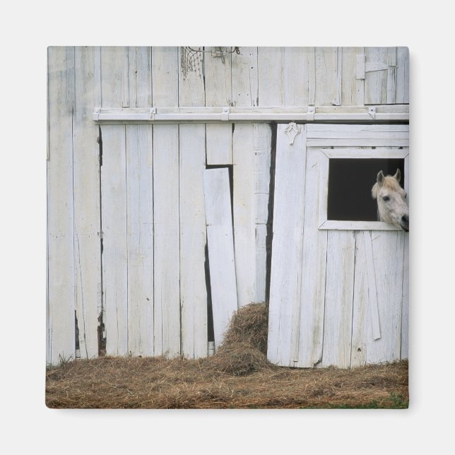 Íman Janela do Pano do Cavalo (Frente)