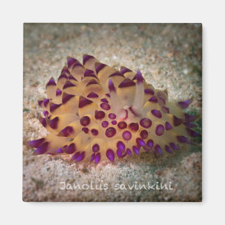 Íman Janolus savinkini Magnet Quadrado