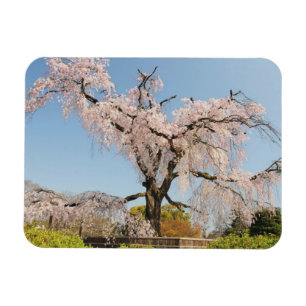 Íman Japão, Kyoto. Árvore de cerejeira chorona sob céu 
