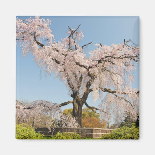 Íman Japão, Quioto. Cerejeira chorona sob céu azul
