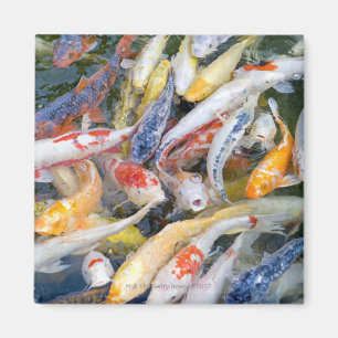 Íman Japão, Tokyo, peixe da natação do fim-acima