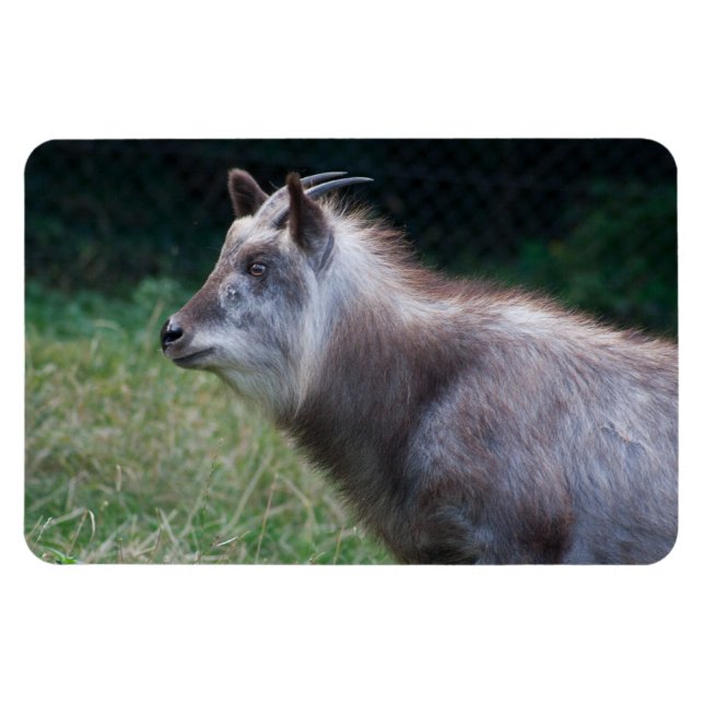 Íman Japonês Serow (Horizontal)
