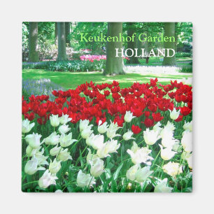 Íman Jardim branco vermelho das tulipas