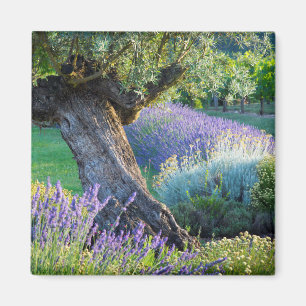Íman Jardim cênico com flores, França