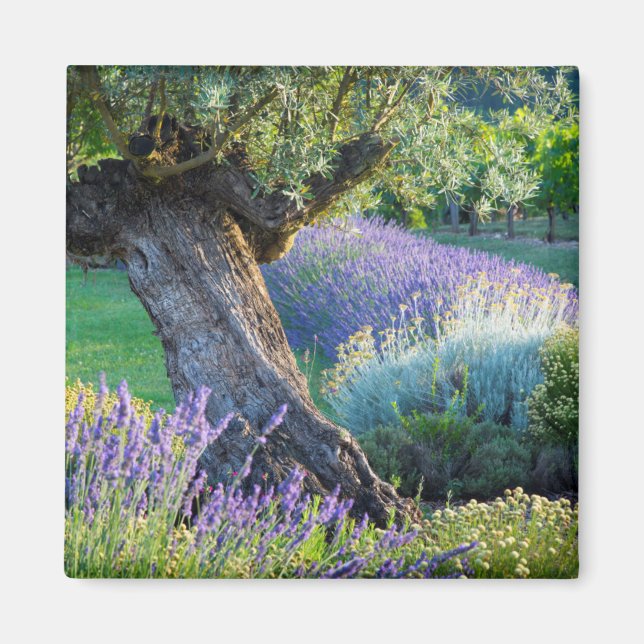 Íman Jardim cênico com flores, França (Frente)