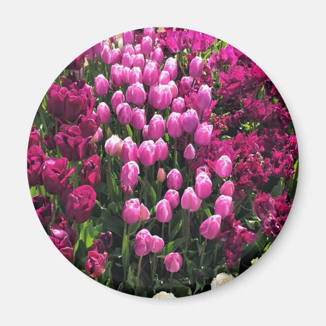 Íman Jardim das Tulipas Roxas (Frente)