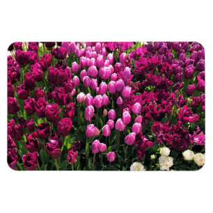 Íman Jardim das Tulipas Roxas