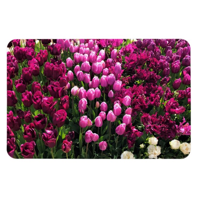 Íman Jardim das Tulipas Roxas (Horizontal)