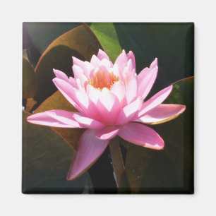 Íman Jardim de Água Floral Rosa Solar