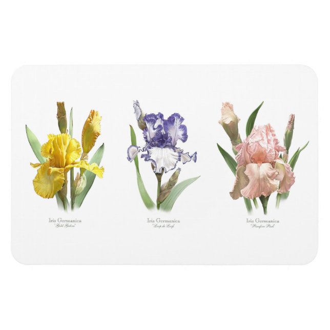 Íman Jardim de Flores de Íris (Horizontal)