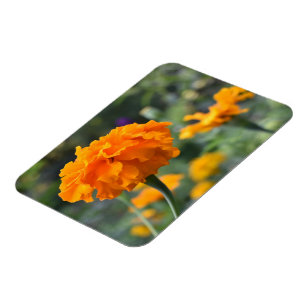 Íman Jardim de Fotografia da Flor Laranja Marigold