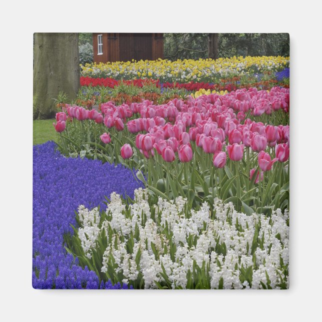Íman Jardim de jacintos de uva, jacintos e tulipas, (Frente)