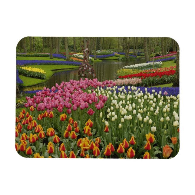 Íman Jardim de Tulip e Hyacinth, Jardins de Keukenhof, (Horizontal)