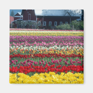 Íman jardim de tulipas, condado de Skagit,