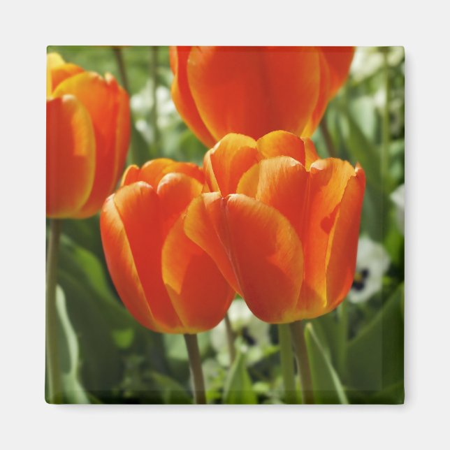 Íman Jardim de Tulipas da Primavera (Frente)